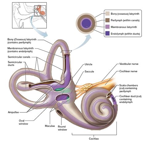 Inner Ear Problems - Causes & Treatment of inner ear Dizziness & Vertigo