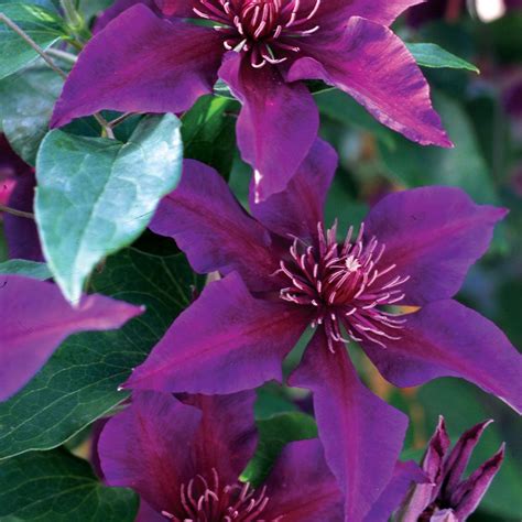 Fleuri™ Clematis Clematis Plants, Purple Clematis, Clematis Vine, Small Gardens, Outdoor Gardens ...