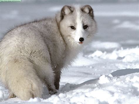 Arctic Fox