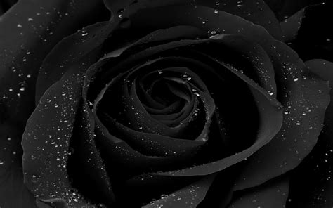 Black Rose Background - Life Styles