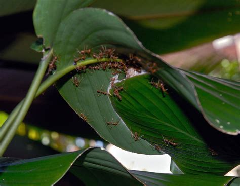 Incredible Floating Fire Ants Help to Develop Waterproof Materials and New Robotics