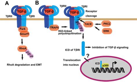 TGF-β receptors can function independent of downstream signaling ...