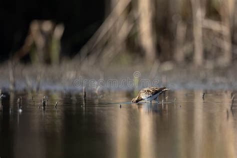 Common Snipe Bird Gallinago Gallinago in the Lake Swamp Natural Habitat ...