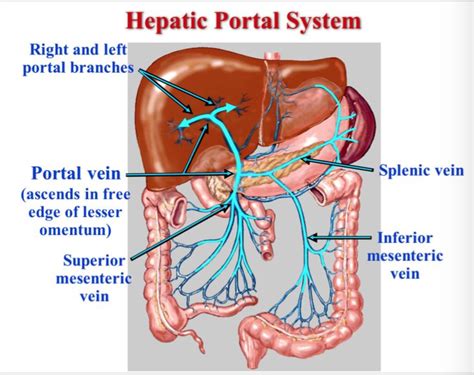 Hepatic Portal System: Receives blood from the tissues supplied by the Celiac, Superior ...