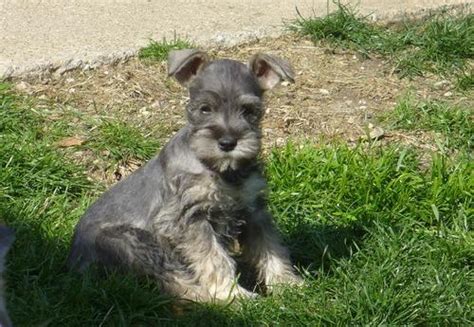 Miniature Schnauzer Puppy for Sale - Adoption, Rescue for Sale in ...