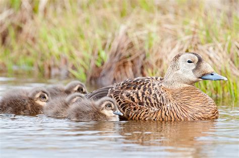 Spectacled Eiders, Somateria fischeri, female with ducklings | David ...