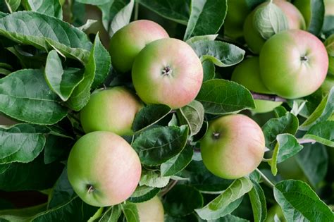 How to Grow and Care for 'Early Harvest' Apple Tree