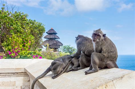 Playful Monkeys At The Uluwatu Temple In Bali Indonesia Stock Photo - Download Image Now - iStock