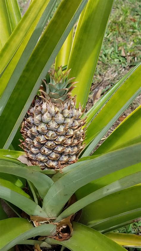 7 stages of pineapple – The LeEMS Machine