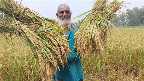 Rice Production in Bangladesh 2023: Rice production hits record high | The Daily Star