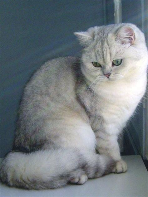 Silver shaded british shorthair by Les Chroniques de Gaël. | British shorthair kittens, Cats ...