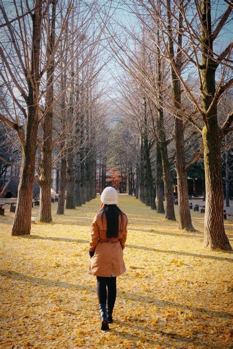 Nami Island: Korea's No. 1 Autumn Destination | KoreabyMe