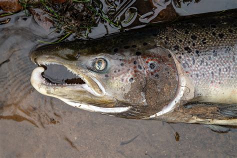 Is Salmon High in Mercury? - American Oceans