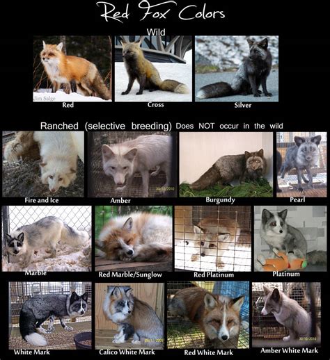 Red Fox Color Chart live pics by Krissyfawx on DeviantArt