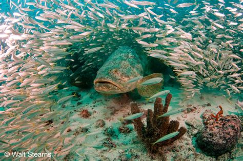 Goliath Grouper | Coastal and Marine Laboratory