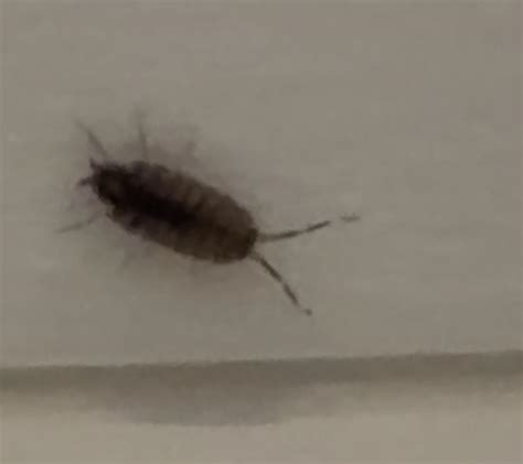 Is this a sow bug? : r/whatisthisbug