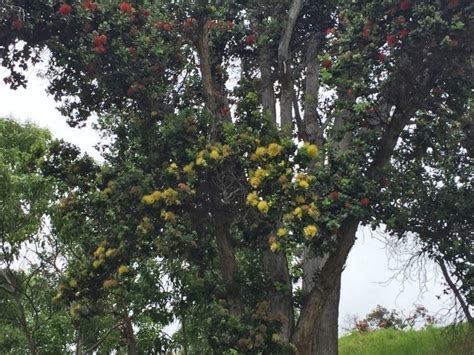 ʻŌhiʻa (U.S. National Park Service)