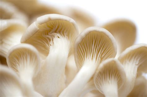 Fresh white oyster mushrooms - Free Stock Image