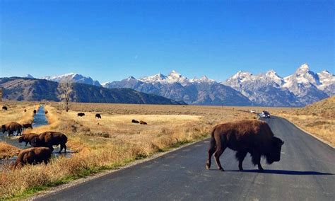 Grand Teton Road Tour, Jackson Hole Wyoming - AllTrips