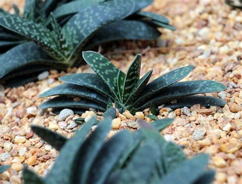 Gasteria Guide: How to Grow & Care for “Ox Tongue” Succulents