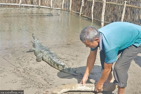 25 gharials from Chitwan’s breeding centre translocated to Shuklaphanta