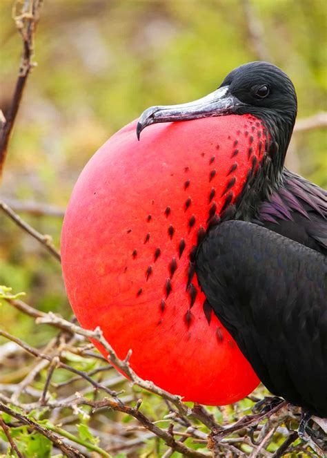 30 Magnificent Frigatebird Facts: Balloon-Throated Aerial Pirates (Fregata magnificens ...