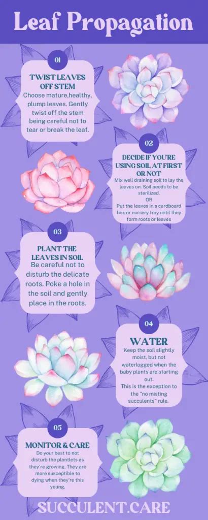 Infographic-leaf-propagation - SUCCULENTdotCARE