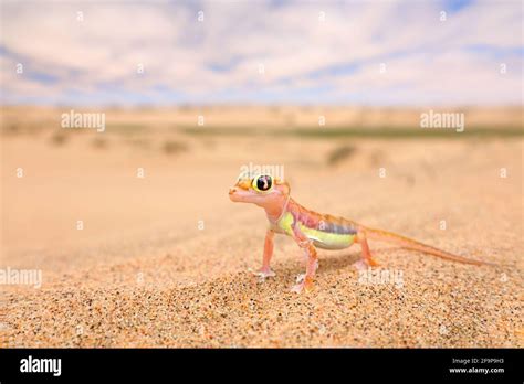 Gecko from Namib sand dune, Namibia. Pachydactylus rangei, Web-footed ...