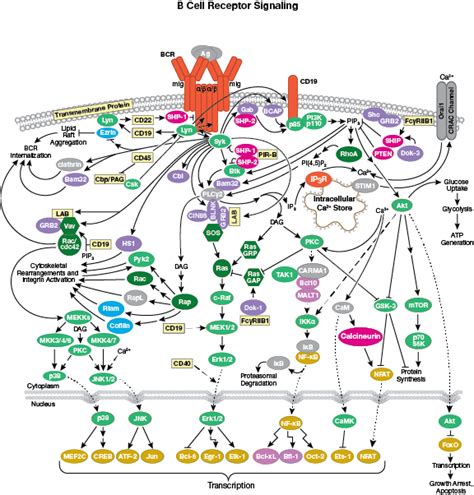 Overview of Immunology | Cell Signaling Technology