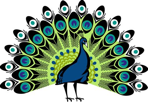 peacock png | Peacock drawing, Peacock art, Peacock wall art