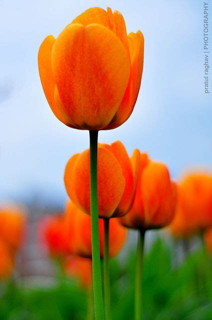 Orange Tulips | Orange tulips, Flowers photography, Tulips flowers