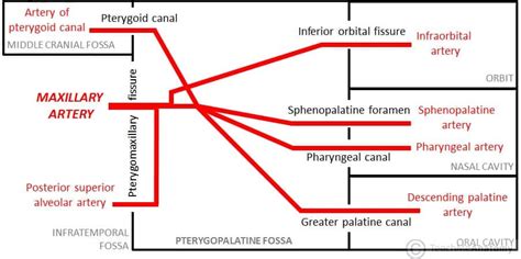 The Pterygopalatine Fossa - Contents - Openings - TeachMeAnatomy