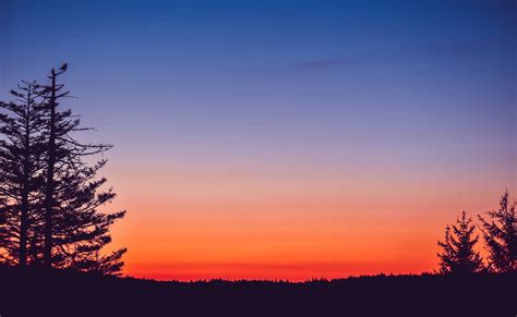 Silhouette Of Trees During Sunset · Free Stock Photo