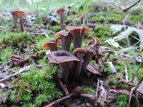 Black Trumpet Mushrooms (Craterellus fallax) Contain Active Vitamin B12 ...