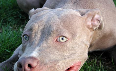 Blue Fawn Pitbull - Blue Fawn Bully “COMPLETE” guide - My Dogs Info