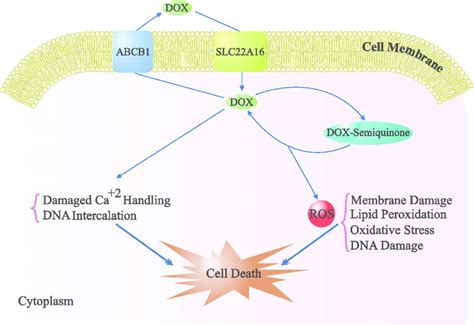 Doxorubicin and Impurities - BOC Sciences