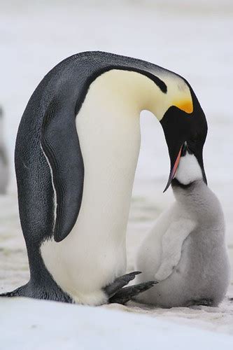 Emperor Penguin Feeding Chick | Emperor Penguin provisioning… | Flickr