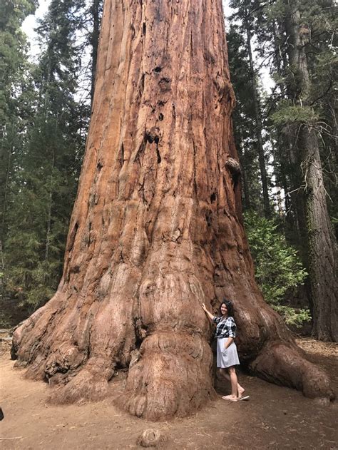 Giant Sequoia National Park, California | Sherman tree, Sequoia tree, Tree