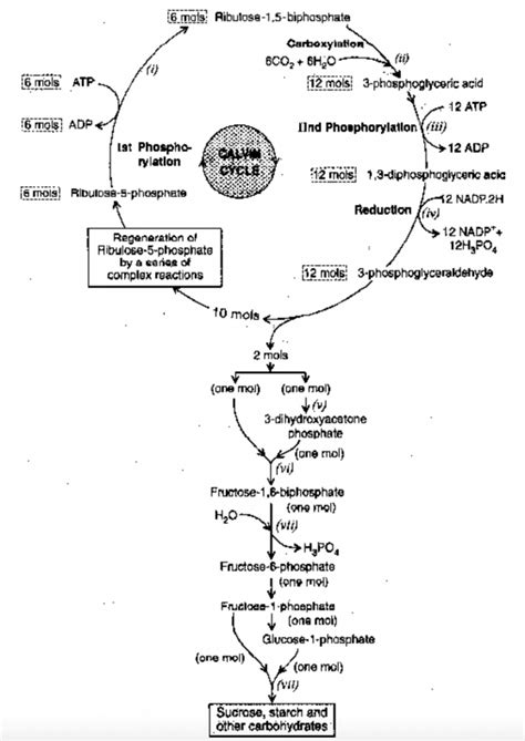 calvin cycle steps|Calvin Cycle or C3 Cycle | Reductive Pentose Pathway