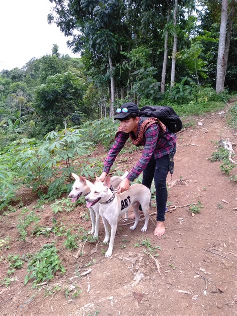 Tradisi Berburu Babi Hutan Khas Sumatra Barat yang Perlu Diketahui ...