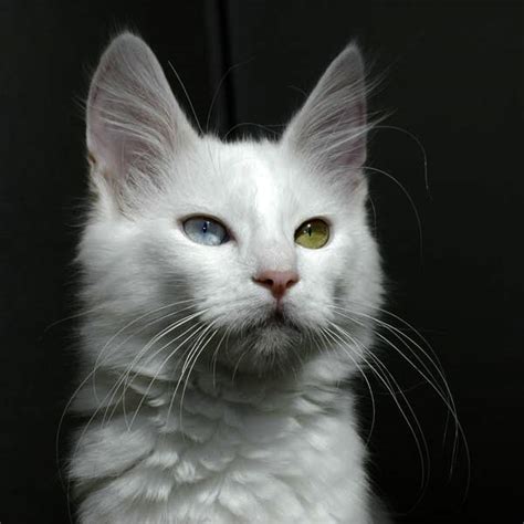 Angora Cat with different colored eyes in Ankara, Turkey image - Free ...