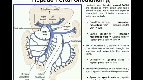 Anatomy | Hepatic Portal Circulation EXPLAINED - YouTube