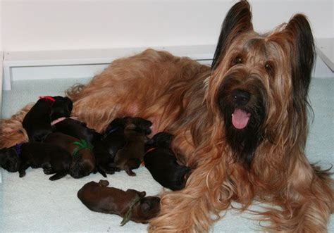 Briard Breeder - A place where Briard puppies live | Puppies, Briard puppies, Briard dog