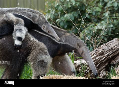 Giant Anteater. Species: tridactyla,Genus: Myrmecophaga,Family: Myrmecophagidae,Order: Pilosa ...