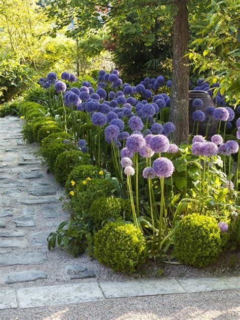 Allium -- pom-poms for the garden | Dream garden, Beautiful gardens, Garden planning