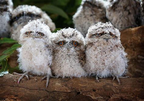 15 Adorable Images Of Tawny Frogmouth Birds You Will Love