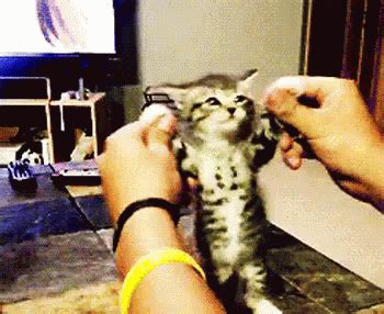 Awww GIF - Cat Animals Cute - Discover & Share GIFs