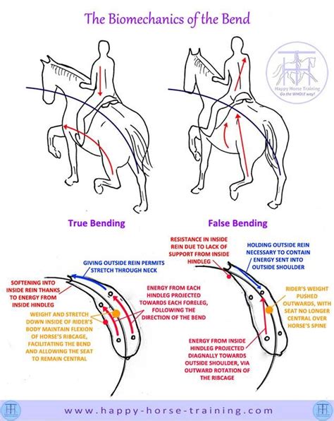 Pin by Kristen Cantow on Lesson Plans | Horse riding tips, Dressage, Horses