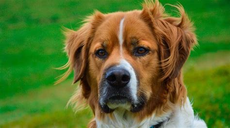 Saint Bernard Mixes: 15 Cold Weather Friendly Crossbreeds in 2021 | St ...