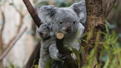 Koala Declared Endangered as Disease, Lost Habitat Take Toll – NBC Chicago